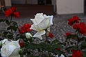 Festa delle rose_37